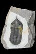 Morocconites Trilobite - Nice Specimen #72704-1